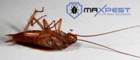 Max Cockroach Control Hobart image 3
